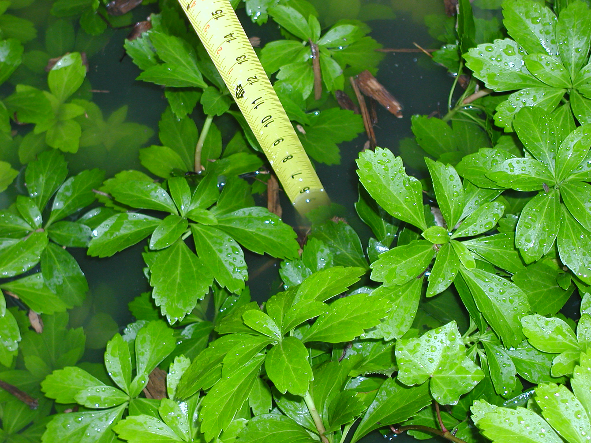 P5200007.JPG