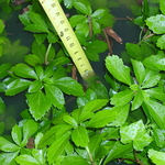 P5200007.JPG