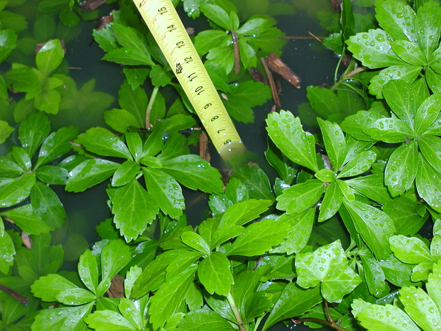 P5200007.JPG