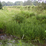 P5200002.JPG