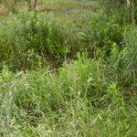 P5200004.JPG