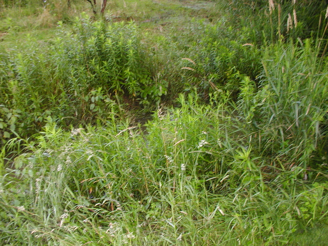 P5200004.JPG