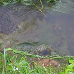 P5200007.JPG