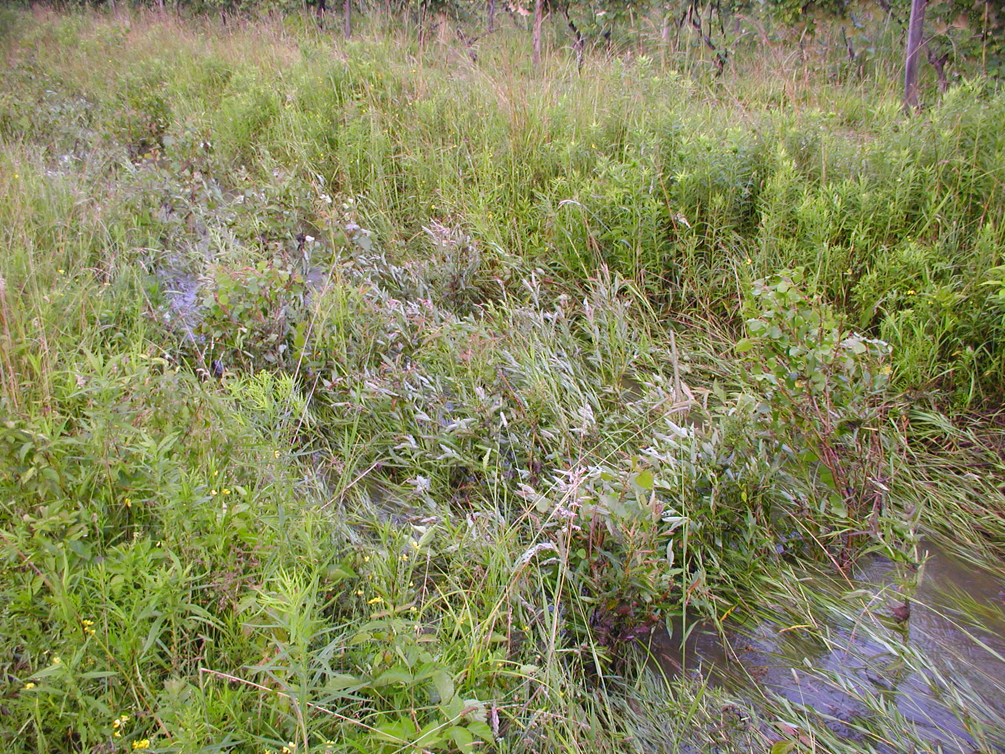 P5200009.JPG