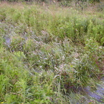 P5200009.JPG