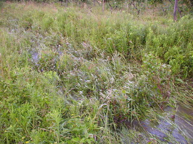 P5200009.JPG