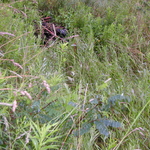 P5200012.JPG