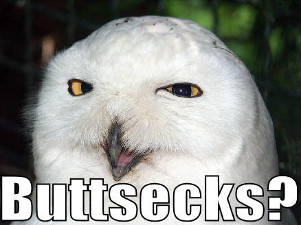 owlbuttsecks7tu.jpg