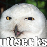 owlbuttsecks7tu.jpg