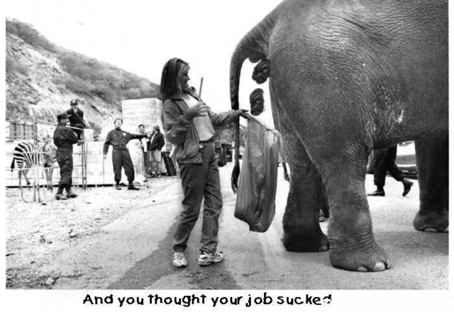 shitjob.jpg