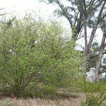 SLR 277.jpg