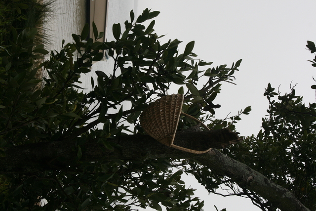 SLR 284.jpg
