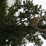 SLR 285.jpg