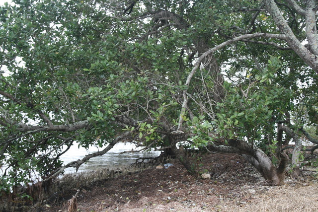 SLR 298.jpg