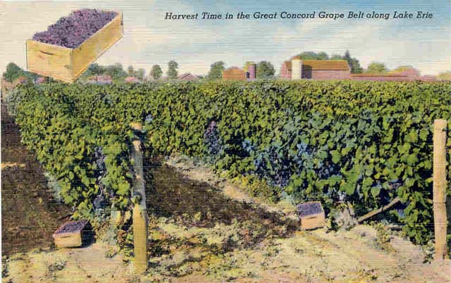 Grape_Harvest__Dunkirk.jpg