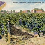 Grape_Harvest__Dunkirk.jpg