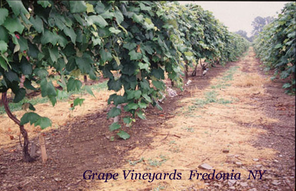 Grape_Vineyards__Fredonia__NY.jpg