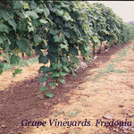 Grape_Vineyards__Fredonia__NY.jpg