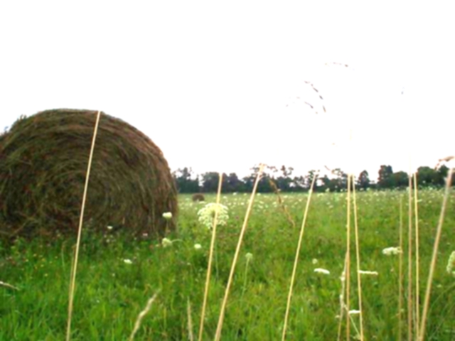 Hay_in_Feild.light.jpg