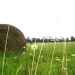 Hay_in_Feild.light.jpg