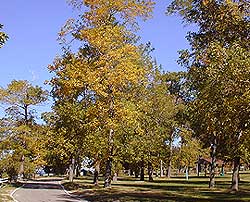 pt_gratiot1.jpg