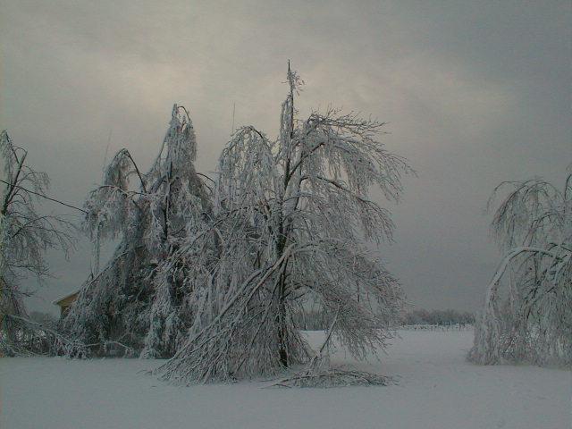 snowy_morning.jpg