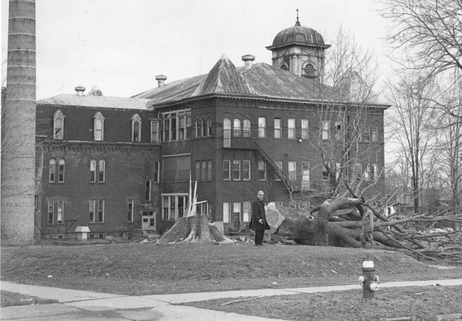 Big_Tree_Falls_at_DHS.jpg